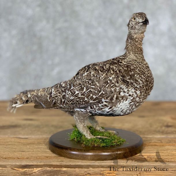 Sage Grouse Bird Mount For Sale #21358 @ The Taxidermy Store