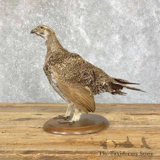 Sage Grouse Bird Mount For Sale #23921 @ The Taxidermy Store