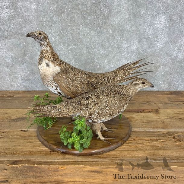 Sage Grouse Pair Bird Mount For Sale #21427 @ The Taxidermy Store