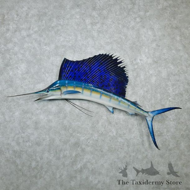 Sailfish Taxidermy Fish Mount #12597 For Sale @ The Taxidermy Store