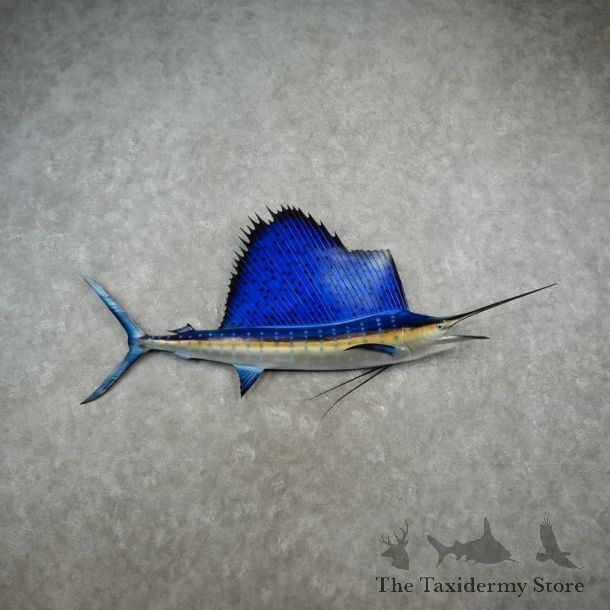 Sailfish Taxidermy Fish Mount #17340 For Sale @ The Taxidermy Store