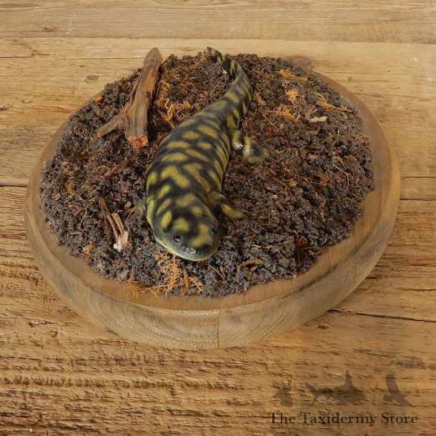 Salamander Replica Reproduction Mount For Sale #20656 @ The Taxidermy Store
