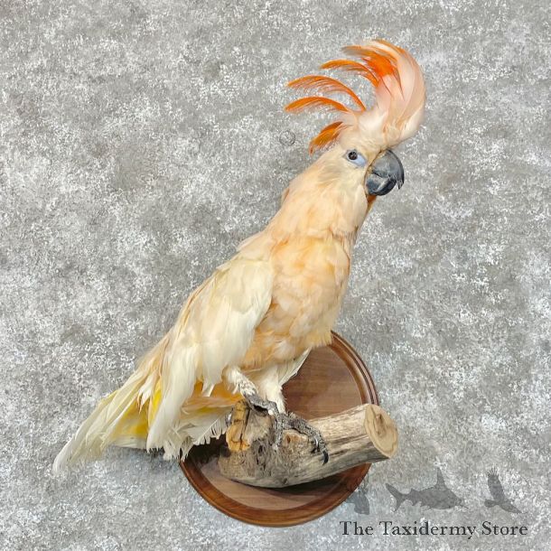 Salmon-Crested Cockatoo Bird Mount for Sale #28434 @ The Taxidermy Store