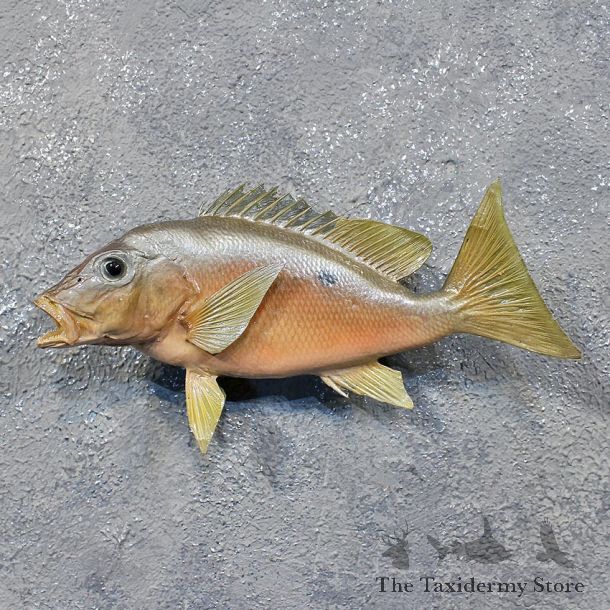 Black Spot Snapper Saltwater Fish Mount #12234 For Sale @ The Taxidermy Store