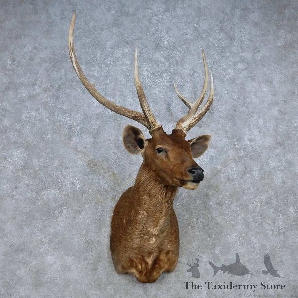 Sambar Deer Shoulder Mount For Sale #14854 @ The Taxidermy Store