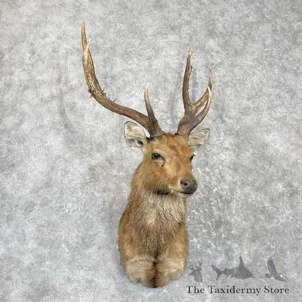 Sambar Deer Shoulder Mount For Sale #27277 @ The Taxidermy Store