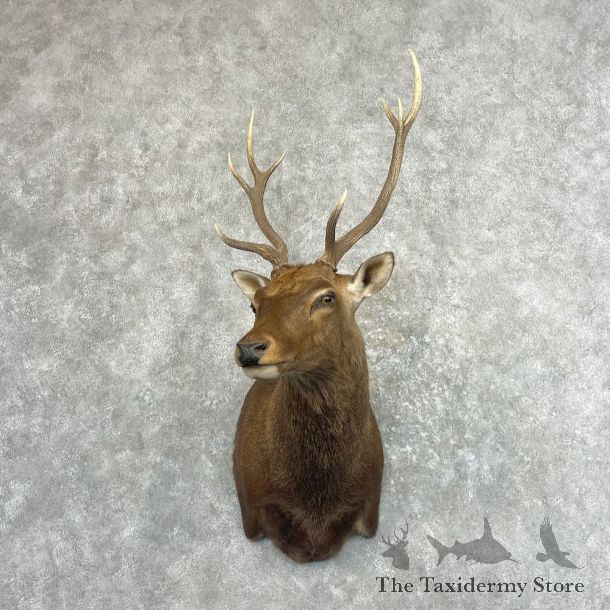 Sambar Deer Shoulder Mount For Sale #27615 @ The Taxidermy Store