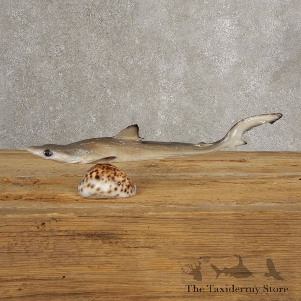 Thresher Shark Taxidermy Fish Mount #21034 @ The Taxidermy Store