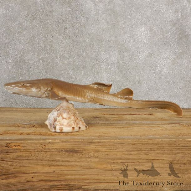 Sand Shark Taxidermy Fish Mount #21035 @ The Taxidermy Store