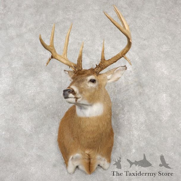 Saskatchewan Whitetail Deer Shoulder Taxidermy Mount For Sale #18772 @ The Taxidermy Store