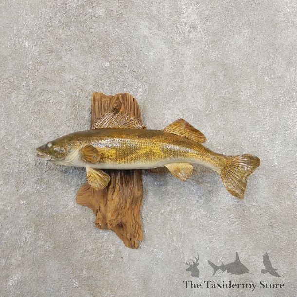Sauger Taxidermy Fish Mount #20891 For Sale @ The Taxidermy Store