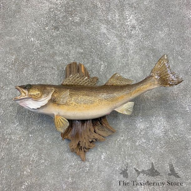 Sauger Taxidermy Fish Mount #21418 For Sale @ The Taxidermy Store