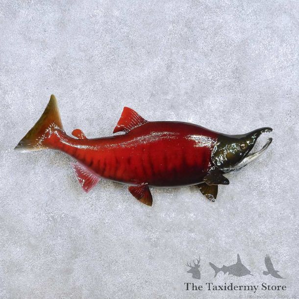 Sockeye Salmon Fish Mount For Sale #14217 @ The Taxidermy Store