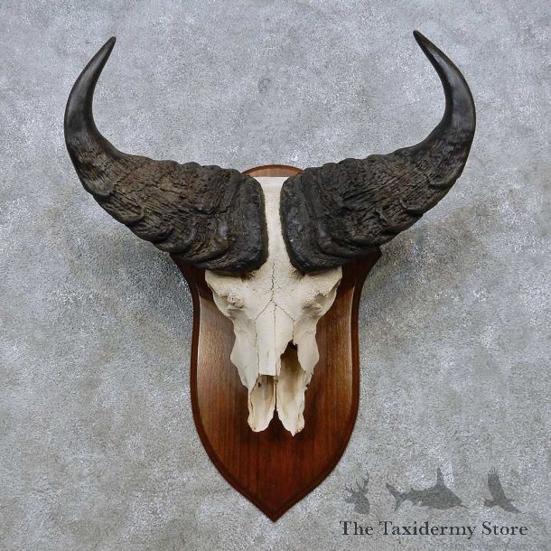 Savanna Buffalo Skull European Mount For Sale #14528 @ The Taxidermy Store