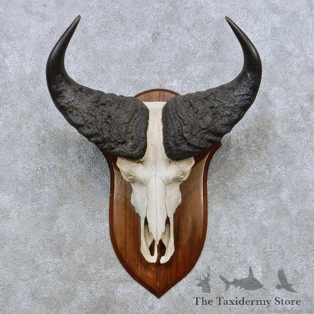 Savanna Buffalo Skull European Mount For Sale #14529 @ The Taxidermy Store