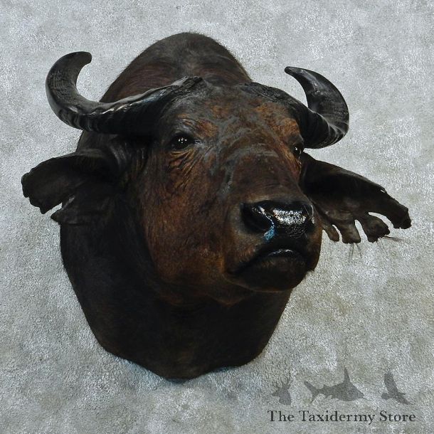 African Savannah Buffalo Taxidermy Mount M1 #12805 For Sale @ The Taxidermy Store