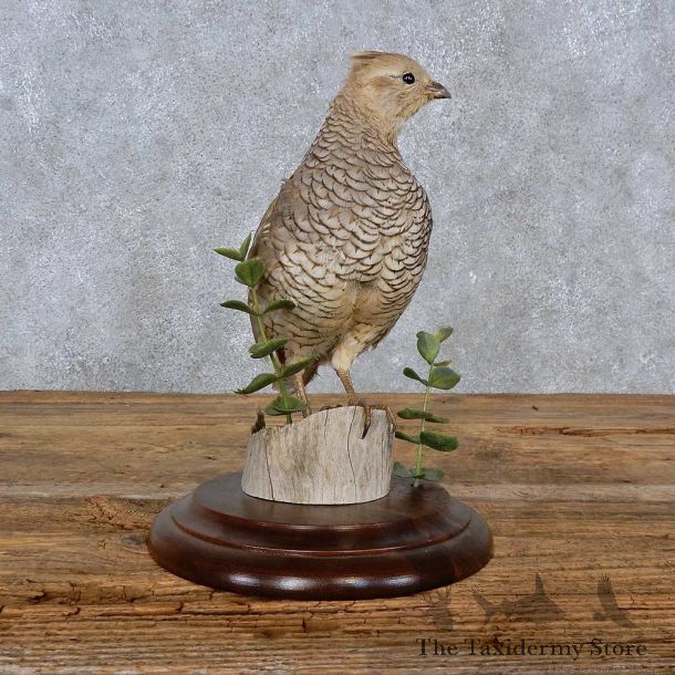 Scaled Quail Bird Mount For Sale #15224 @ The Taxidermy Store