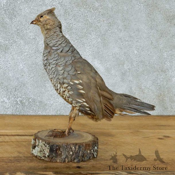 Standing Scaled Quail Life Size Taxidermy Mount #13351 For Sale @ The Taxidermy Store