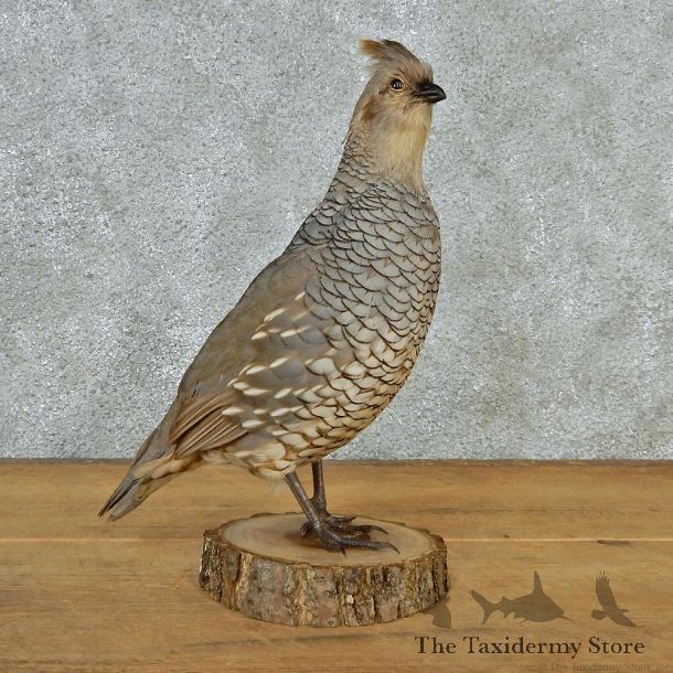 Scaled Quail Taxidermy Bird Mount #12685 For Sale @ The Taxidermy Store