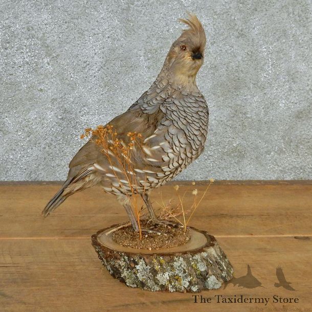 Scaled Quail Taxidermy Bird Mount #12686 For Sale @ The Taxidermy Store