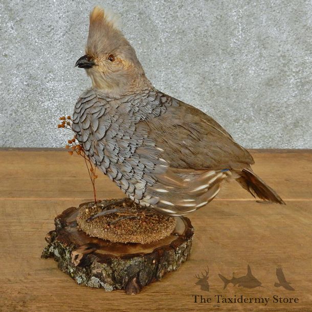 Scaled Quail Taxidermy Bird Mount #12687 For Sale @ The Taxidermy Store