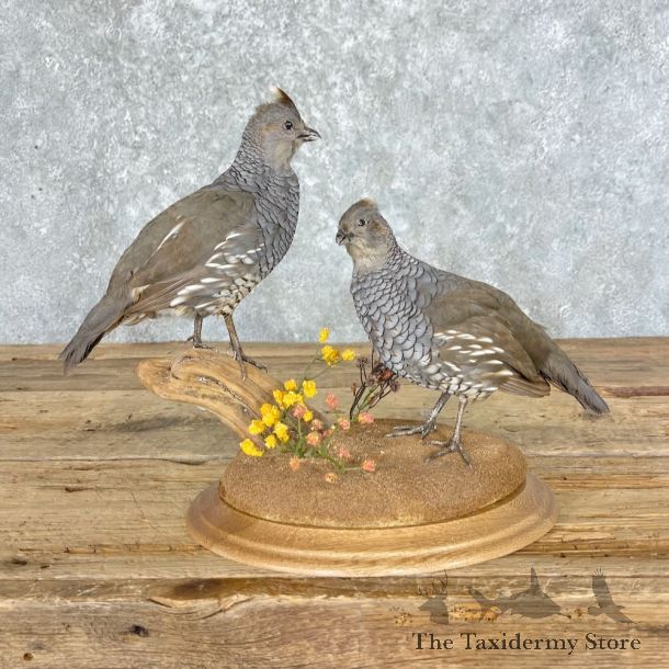 Scaled Quail Pair Bird Mount For Sale #27605 @ The Taxidermy Store