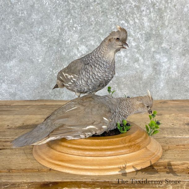 Scaled Quail Pair Taxidermy Bird Mount For Sale #27164 @ The Taxidermy Store