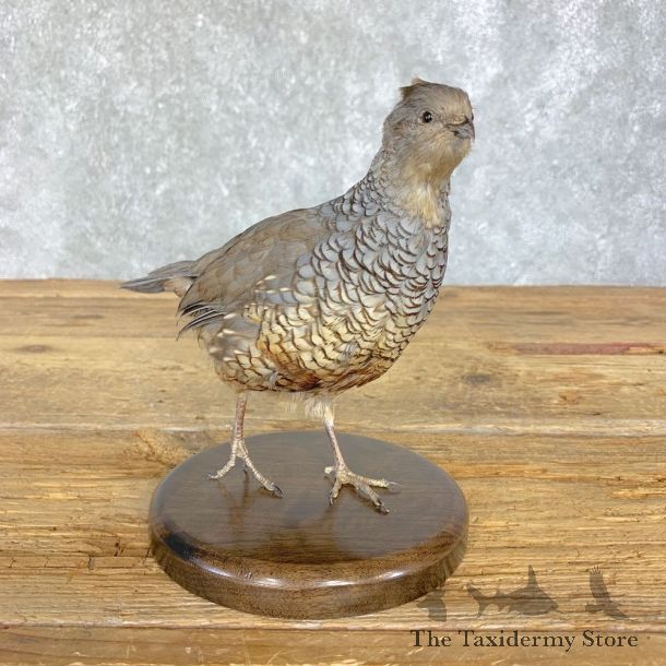 Scaled Quail Taxidermy Bird Mount For Sale #21399 @ The Taxidermy Store