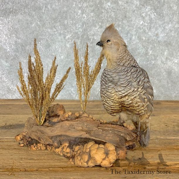 Scaled Quail Taxidermy Bird Mount For Sale #22477 @ The Taxidermy Store