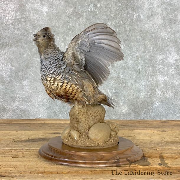 Scaled Quail Taxidermy Bird Mount For Sale #23038 @ The Taxidermy Store