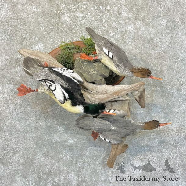 Scaly-Sided Merganser Duck Bird Scene For Sale #27765 @ The Taxidermy Store