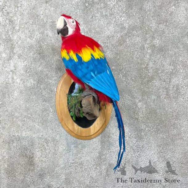 Scarlet Macaw Bird Mount For Sale #25565 @ The Taxidermy Store