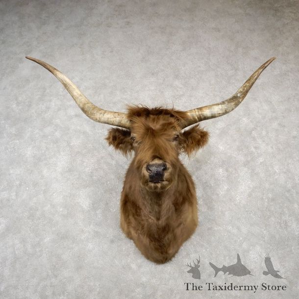Scottish Highland Steer Shoulder Mount For Sale #18784 @ The Taxidermy Store