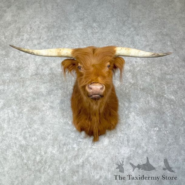 Scottish Highland Steer Shoulder Mount For Sale #25918 - The Taxidermy Store