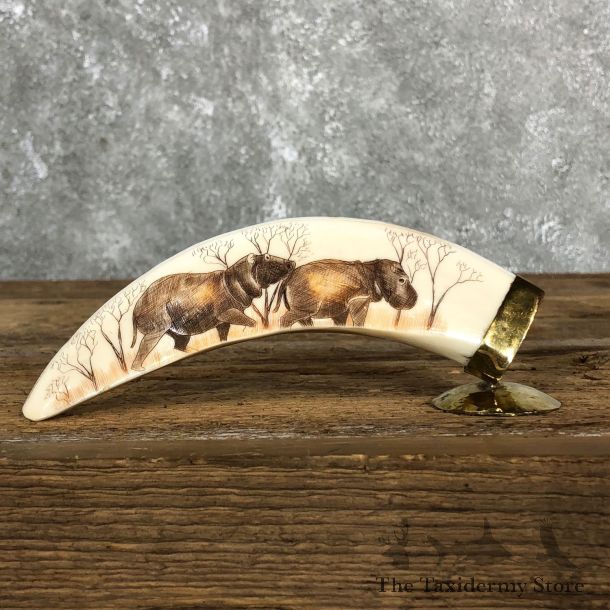Scrimshawed Hippopotamus Tooth For Sale #19577 @ The Taxidermy Store