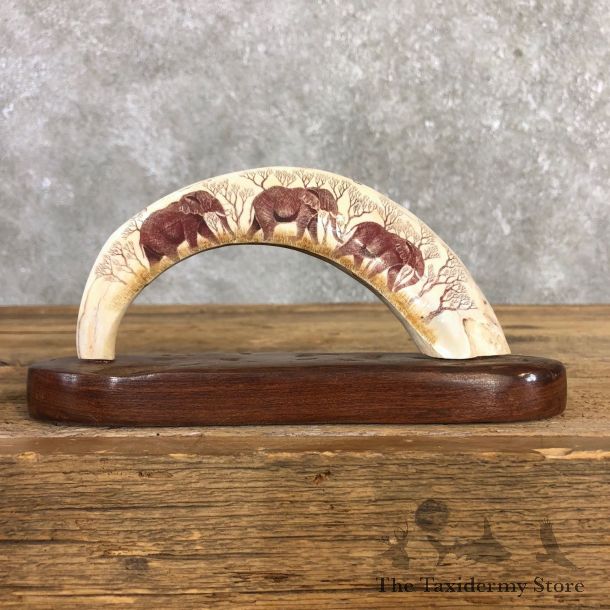 Scrimshawed Hippopotamus Tooth For Sale #19954 @ The Taxidermy Store