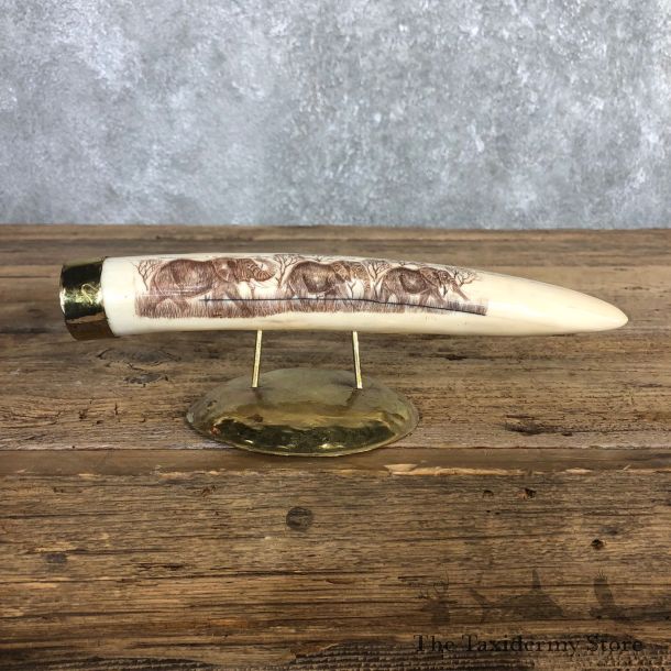 Scrimshawed Hippopotamus Tooth For Sale #19955 @ The Taxidermy Store