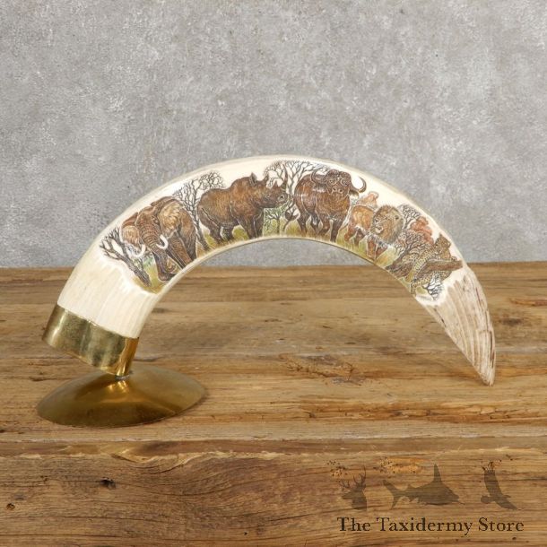 Scrimshawed Hippopotamus Tooth For Sale #20638 @ The Taxidermy Store