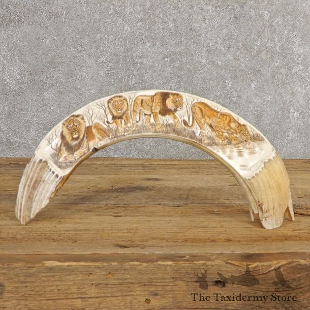 Scrimshawed Hippopotamus Tooth For Sale #20639 @ The Taxidermy Store