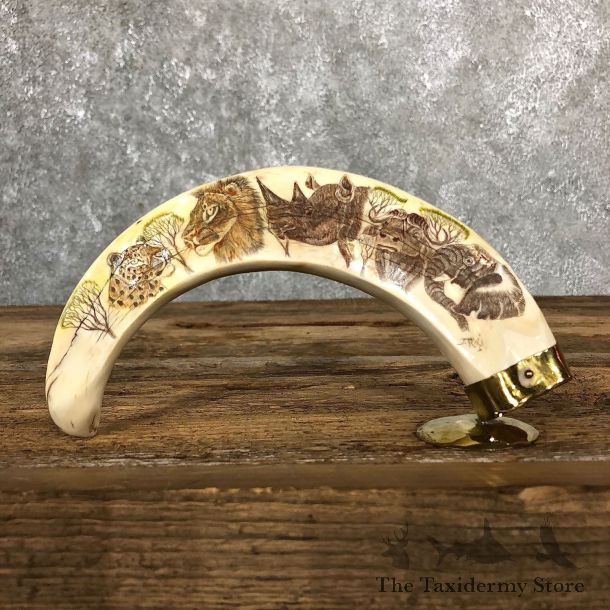 Scrimshawed Warthog Tooth For Sale #19578 @ The Taxidermy Store