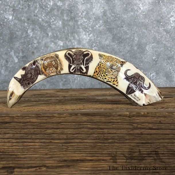 Scrimshawed Warthog Tooth For Sale #19579 @ The Taxidermy Store