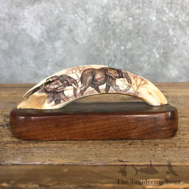 Scrimshawed Warthog Tooth For Sale #19942 @ The Taxidermy Store