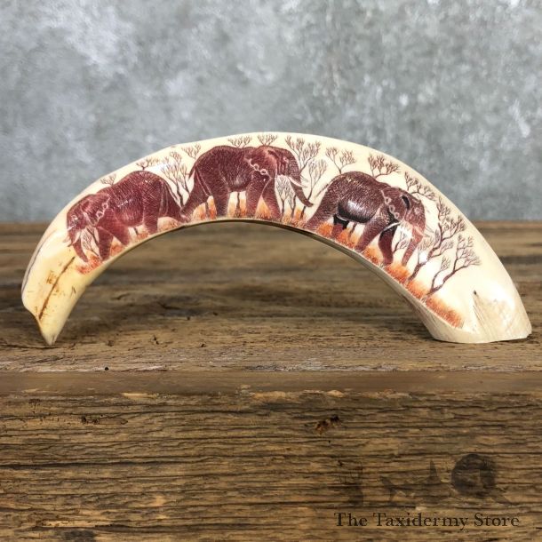 Scrimshawed Warthog Tooth For Sale #19949 @ The Taxidermy Store