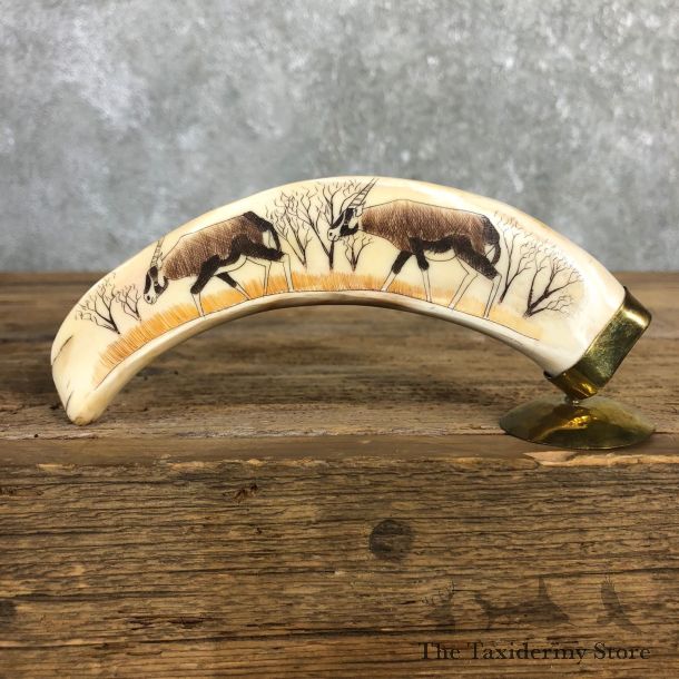 Scrimshawed Warthog Tooth For Sale #19952 @ The Taxidermy Store