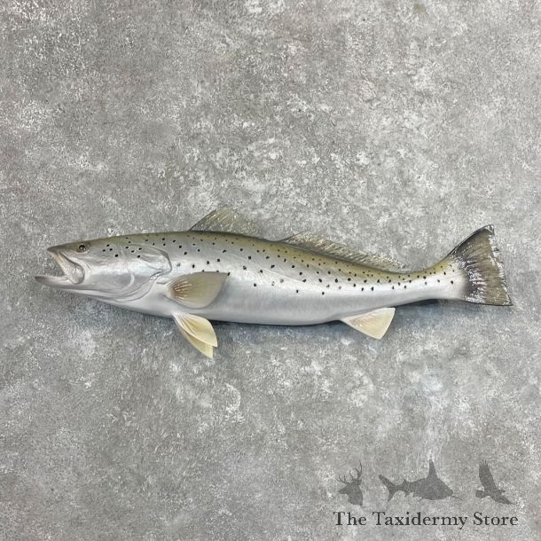 Sea Trout Fish Mount For Sale #27706 @ The Taxidermy Store