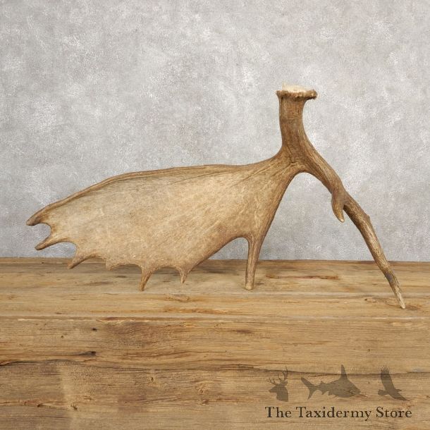 Self Standing Moose Antler For Sale #20664 @ The Taxidermy Store
