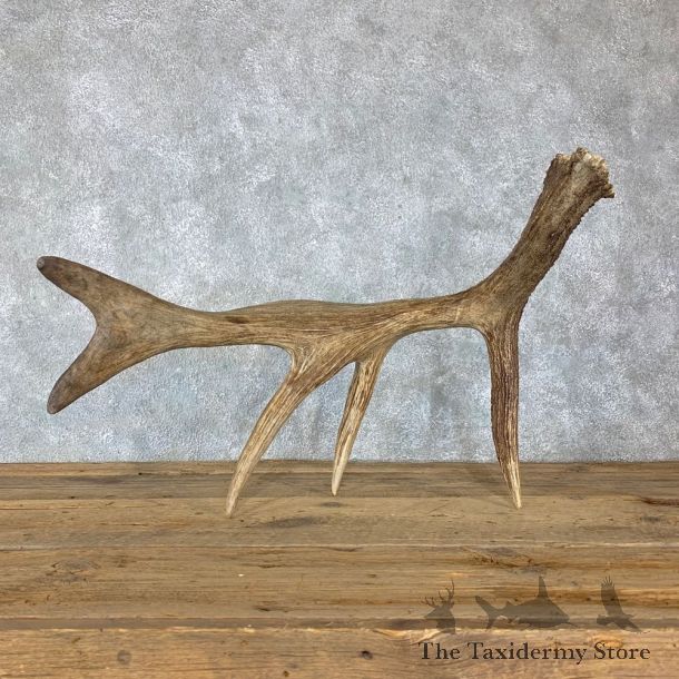 Self Standing Moose Antler For Sale #23007 @ The Taxidermy Store