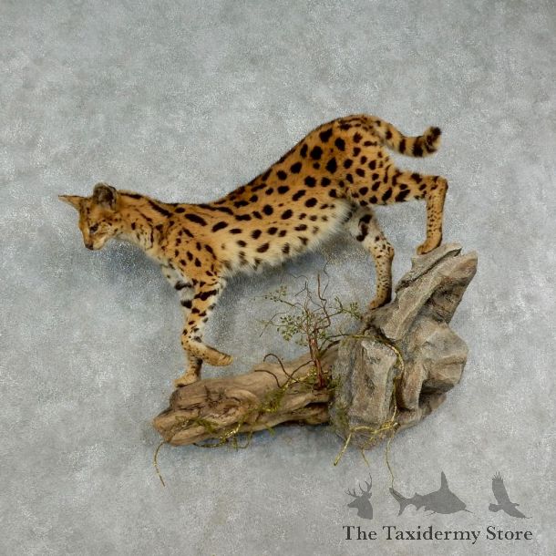 African Serval Life-Size Mount For Sale #17031 @ The Taxidermy Store
