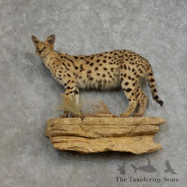 African Serval Life-Size Mount For Sale #17167 @ The Taxidermy Store