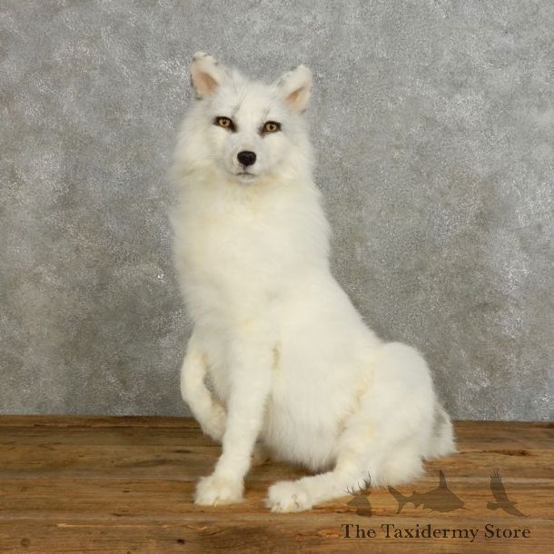Shadow Fox Life-Size Mount For Sale #17542 @ The Taxidermy Store